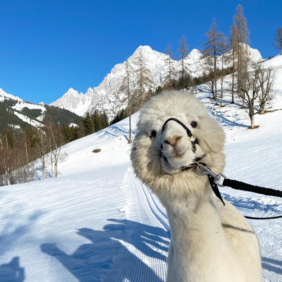Bio-Bauernhof Grundlehnerhof Pensionat Ramsau am Dachstein Eksteriør billede